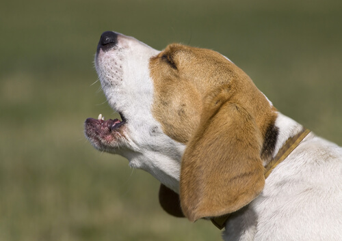 beagle che ulula