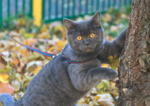 gatto al guinzaglio tra foglie secche