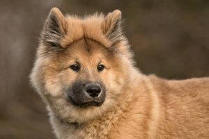 Eurasier, scopriamo il cugino del Chow-Chow