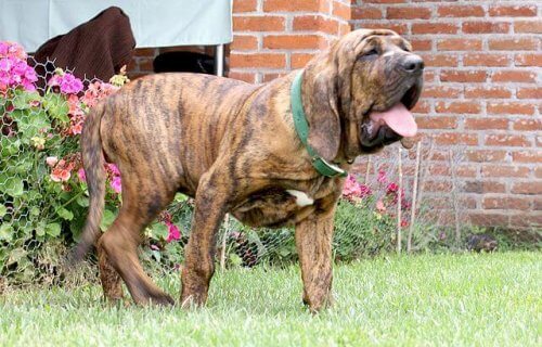Fila brasileiro con la lingua di fuori