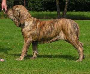 Fila brasileiro, un cane obbediente e coraggioso