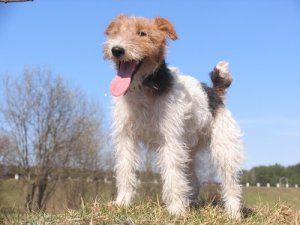 Fox terrier a pelo ruvido, un cane astuto e coraggioso