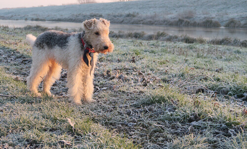Fox terrier a pelo ruvido in campagna