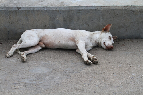 cane bianco sdraiato sul marciapiede 