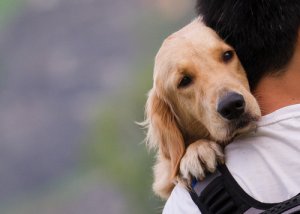 Gli attacchi epilettici nei cani: sintomi e trattamento
