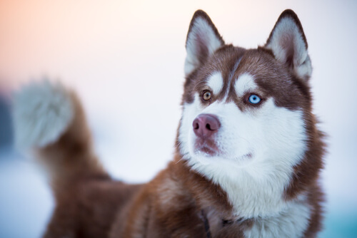 cane di razza Husky siberiano 