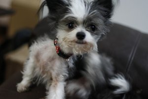 Antipulci, i migliori rimedi fai da te per cani e gatti