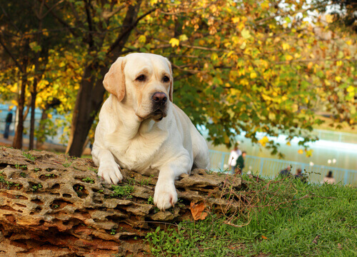 Labrador appoggiato su un tronco al parco 