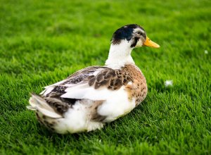 Anatra domestica, un animale da compagnia molto affettuoso