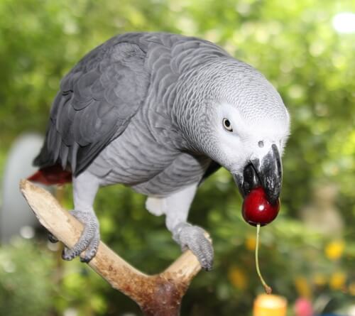 pappagallo con ciliegia in bocca