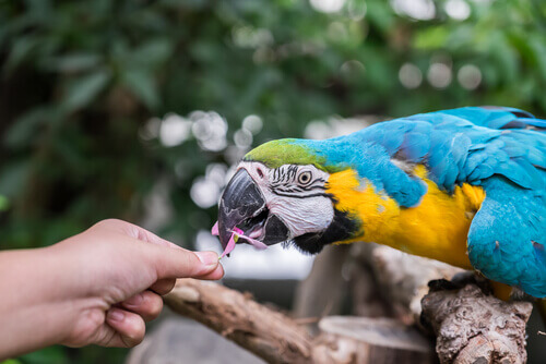 pappagallo ara mangia fiore