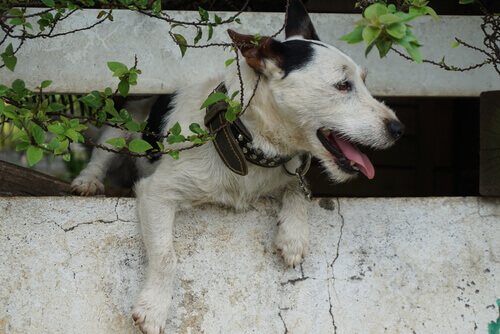 Cane che cerca di scappare