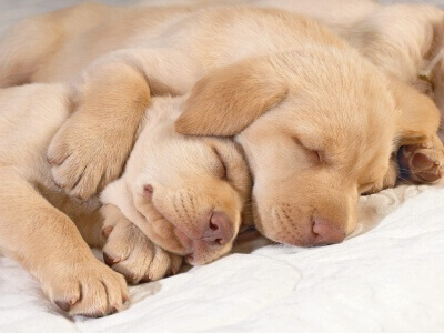 cuccioli che dormono