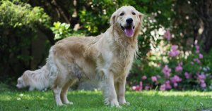 Soffio al cuore nei cani: come prevenirlo e curarlo