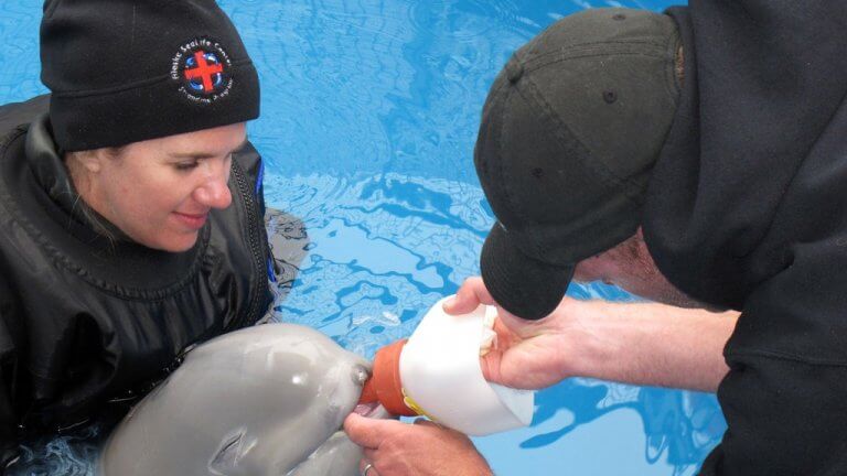 cucciolo di beluga allattato da volontari