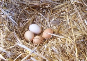 Come migliorare la qualità delle uova di gallina