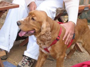 Addestrare un cane per poter essere visitato