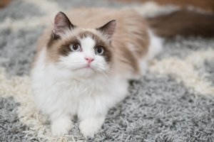 Consigli su come addestrare un gatto