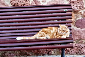 In che modo si possono aiutare i gatti randagi?