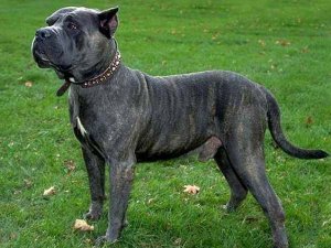 Alano Spagnolo: storia, caratteristiche e curiosità