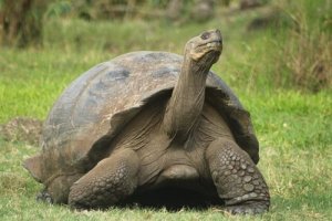 Gli animali più longevi al mondo: scopriteli!