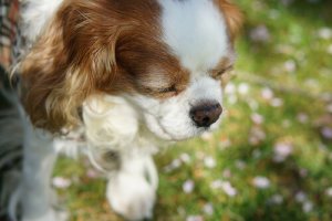 Molte denunce per l'avvelenamento di cani