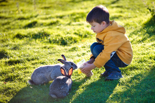 bambino che gioca con due conigli in giardino