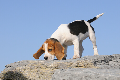 beagle che annusa una pista
