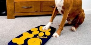 Il primo telecomando per cani: cos’è e come funziona