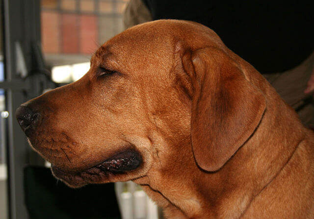 Broholmer in primo piano