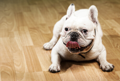 Bulldog bianco sul pavimento