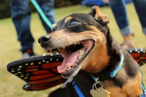 Esistono parchi di divertimento per cani?