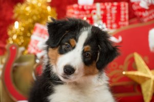 Animali domestici e Natale: 5 consigli per prendersene cura