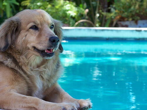 Come fare il bagno in piscina con il cane