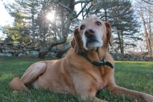 L'artrosi nel cane: definizione, cause e rimedi