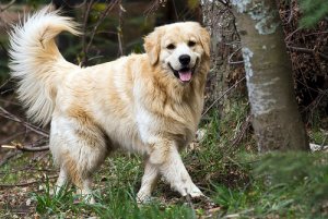 Come trattare le infezioni urinarie nel cane