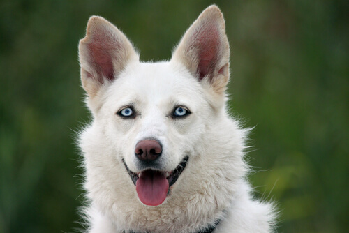 cane bianco con occhi azzurri 