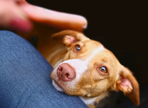cane che appoggia la testa sulla gamba del padrone