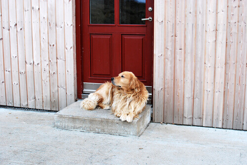 cane seduto davanti ad una porta rossa