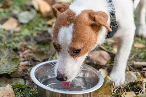 cane che beve acqua dalla ciotola 