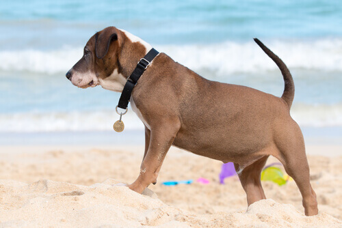cane che gioca sulla spiaggia
