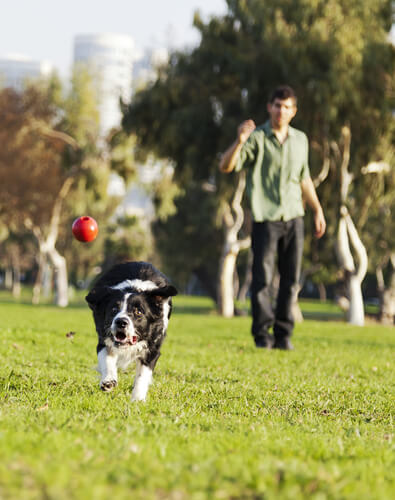 cane che rincorre la pallina lanciata dal padrone