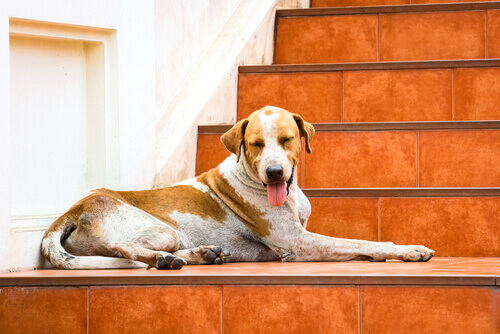 Cani in condominio: raccomandazioni e consigli pratici