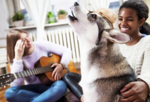 Ai cani piace la musica?