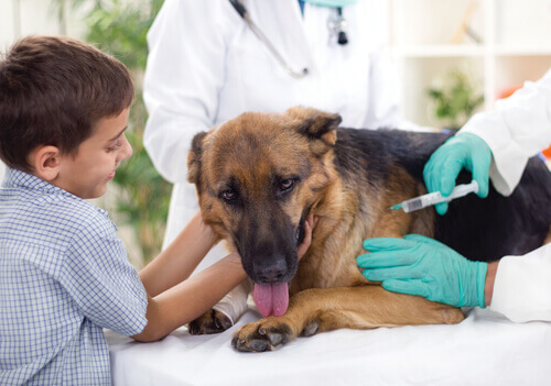 Cane con bambino dal veterinario