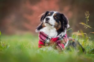 Cani e inverno: preoccupazioni e cure speciali