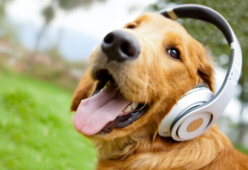 cane con cuffie per la musica