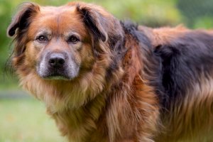 Faccia colpevole del cane: a cosa è dovuta?