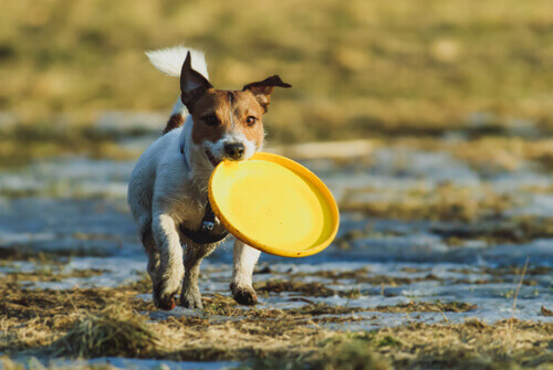 cane con frisbee giallo in bocca 