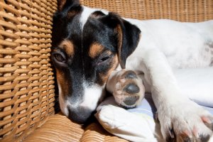 La meningite nei cani: come riconoscerla e trattarla